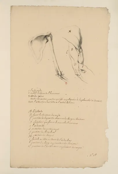 Cahiers d’Anatomie Pl.17 (18th Century) av Charles Monnet