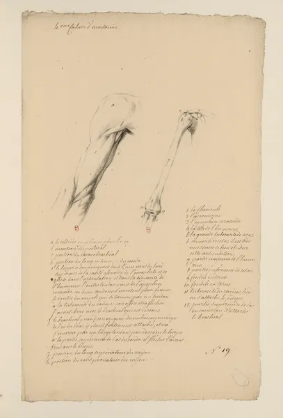 Cahiers d’Anatomie Pl.18 (18th Century) av Charles Monnet