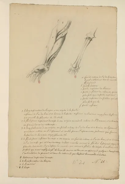 Cahiers d’Anatomie Pl.20 (18th Century) av Charles Monnet