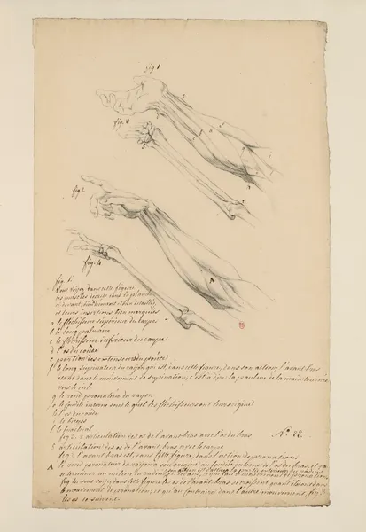 Cahiers d’Anatomie Pl.21 (18th Century) av Charles Monnet