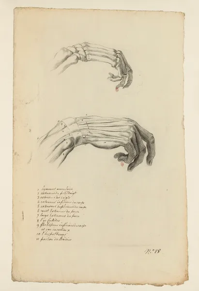 Cahiers d’Anatomie Pl.23 (18th Century) av Charles Monnet