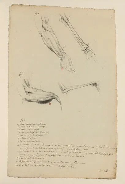 Cahiers d’Anatomie Pl.26 (18th Century) av Charles Monnet
