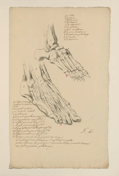 Cahiers d’Anatomie Pl.36 (18th Century) av Charles Monnet