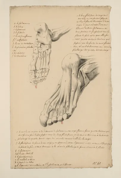 Cahiers d’Anatomie Pl.38 (18th Century) av Charles Monnet