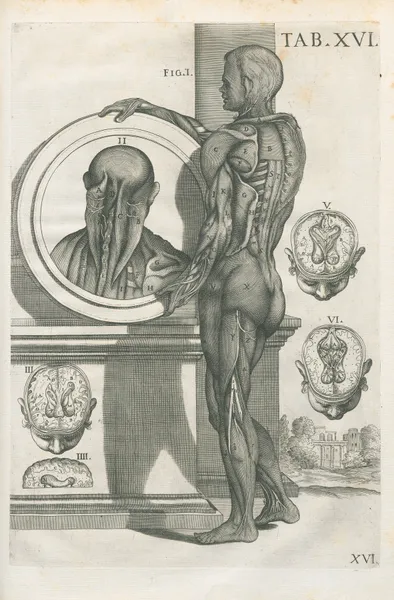 Tabulae anatomicae a celeberrimo pictore Petro Berretino Cortonensi Pl.16 av Pietro da Cortona