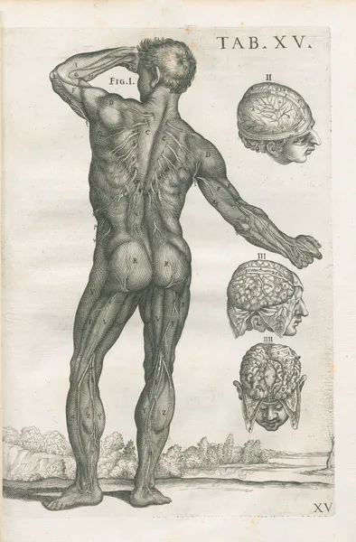 Tabulae anatomicae a celeberrimo pictore Petro Berretino Cortonensi Pl.15 av Pietro da Cortona
