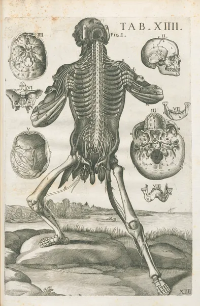 Tabulae anatomicae a celeberrimo pictore Petro Berretino Cortonensi Pl.14 av Pietro da Cortona