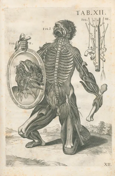 Tabulae anatomicae a celeberrimo pictore Petro Berretino Cortonensi Pl.12 av Pietro da Cortona
