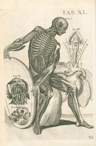 Tabulae anatomicae a celeberrimo pictore Petro Berretino Cortonensi Pl.11 av Pietro da Cortona