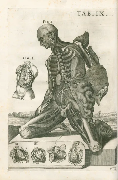 Tabulae anatomicae a celeberrimo pictore Petro Berretino Cortonensi Pl.09 av Pietro da Cortona