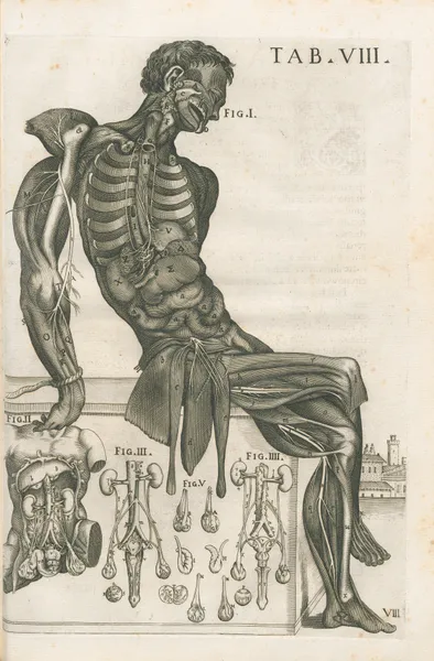 Tabulae anatomicae a celeberrimo pictore Petro Berretino Cortonensi Pl.08 av Pietro da Cortona
