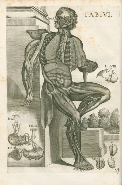 Tabulae anatomicae a celeberrimo pictore Petro Berretino Cortonensi Pl.06 av Pietro da Cortona