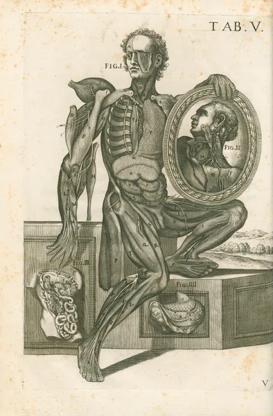 Tabulae anatomicae a celeberrimo pictore Petro Berretino Cortonensi Pl.05 av Pietro da Cortona