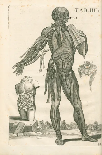 Tabulae anatomicae a celeberrimo pictore Petro Berretino Cortonensi Pl.04 av Pietro da Cortona