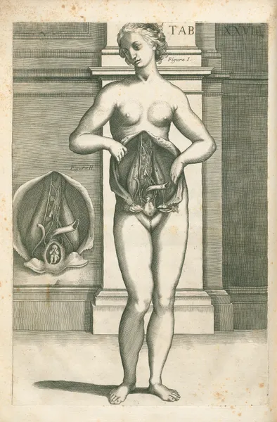 Tabulae anatomicae a celeberrimo pictore Petro Berretino Cortonensi Pl.27 av Pietro da Cortona