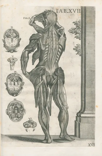 Tabulae anatomicae a celeberrimo pictore Petro Berretino Cortonensi Pl.17 av Pietro da Cortona