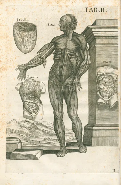 Tabulae anatomicae a celeberrimo pictore Petro Berretino Cortonensi Pl.02 av Pietro da Cortona