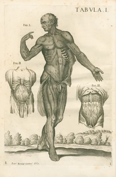 Tabulae anatomicae a celeberrimo pictore Petro Berretino Cortonensi Pl.01 av Pietro da Cortona