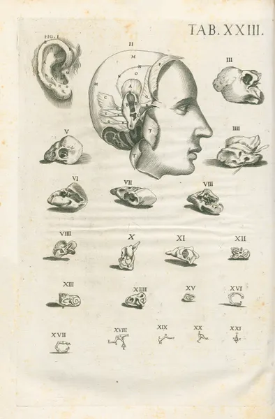 Tabulae anatomicae a celeberrimo pictore Petro Berretino Cortonensi Pl.23 av Pietro da Cortona