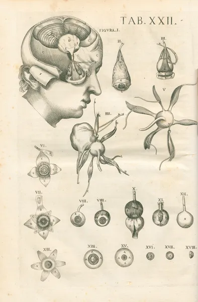 Tabulae anatomicae a celeberrimo pictore Petro Berretino Cortonensi Pl.22 av Pietro da Cortona
