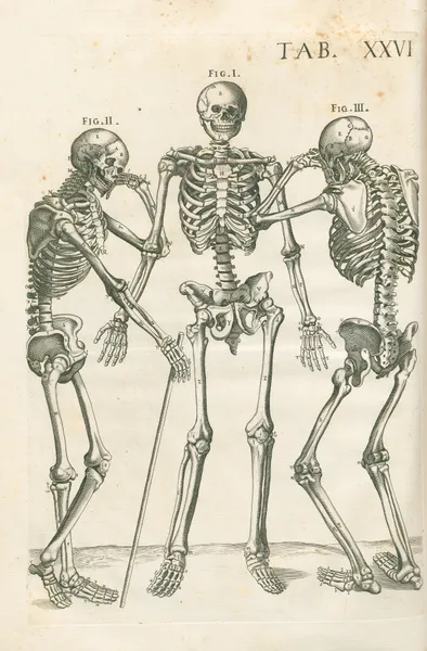 Tabulae anatomicae a celeberrimo pictore Petro Berretino Cortonensi Pl.26 av Pietro da Cortona