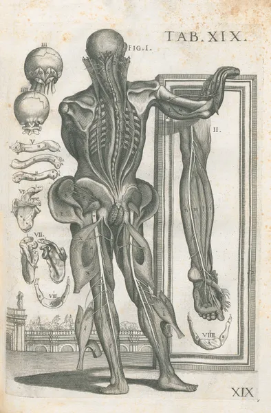 Tabulae anatomicae a celeberrimo pictore Petro Berretino Cortonensi Pl.19 av Pietro da Cortona