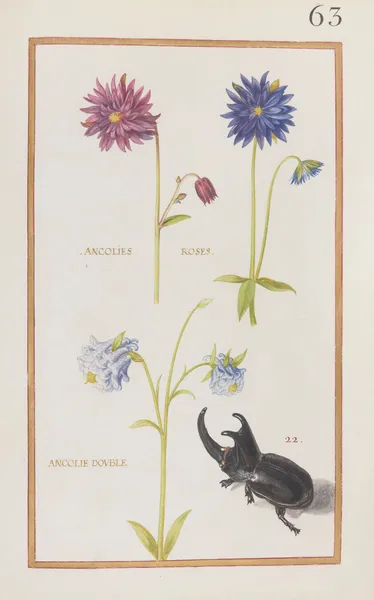 Ancolies roses; ancolie double av Daniel Rabel