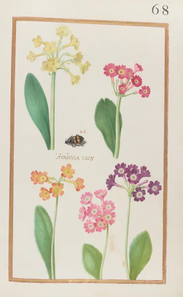 Auricula urcy av Daniel Rabel