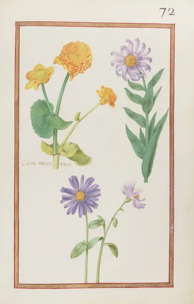 Calta palustris av Daniel Rabel