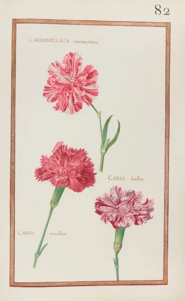 Cariophillata tornacensis ; cario. hullot ; cario. morillon av Daniel Rabel