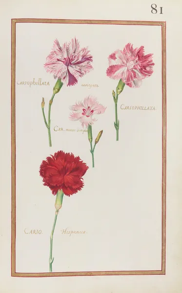 Cariophillata variegata ; cariophillata ; car. minor simplex ; cario. Hispanica av Daniel Rabel