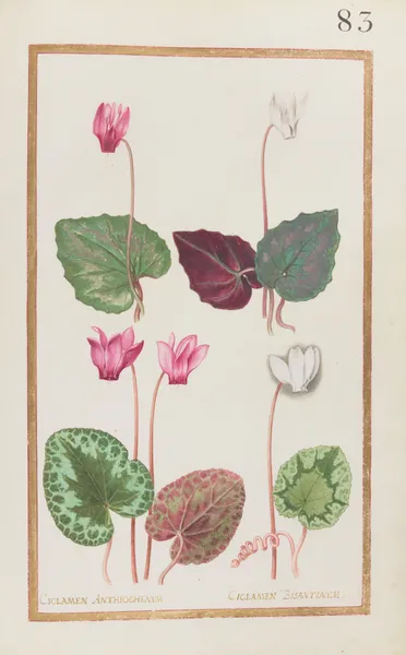Ciclamen anthiochenum ; ciclamen bisantinum av Daniel Rabel