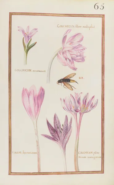Colchicum flore multiplici; colchicum montanum ; colchi. bysantinum ; colchicum panonicum variegatum av Daniel Rabel