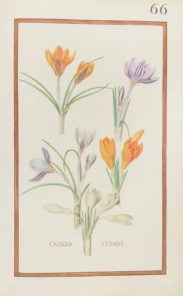 Crocus vernus av Daniel Rabel