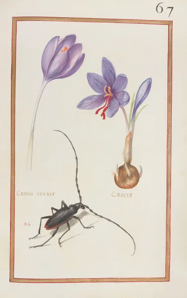 Crocus vernus ; crocus av Daniel Rabel