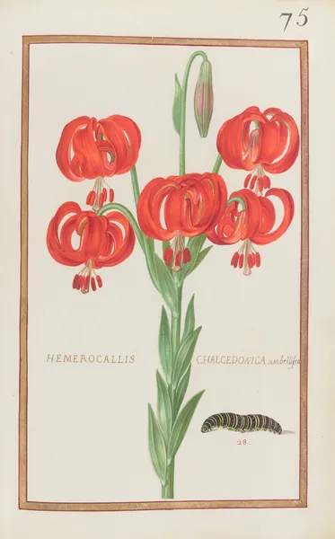 Hemerocallis chalcedonica umbellifera av Daniel Rabel