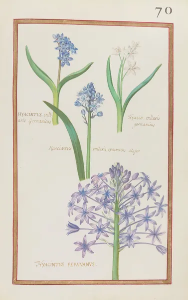 Hyacinthus stellaris germanicus ; hyacin. stellaris germanicus ; hyacinthus stellaris cynericeus major ; hyacintus peruvanus av Daniel Rabel