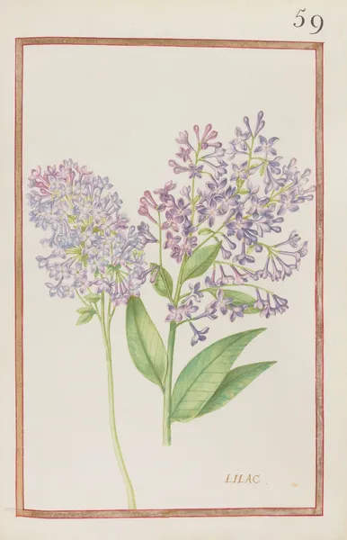 Lilac av Daniel Rabel