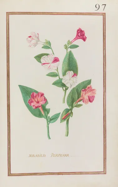 Mirabilis peruviana av Daniel Rabel
