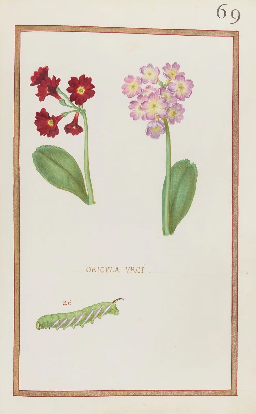 Oricula urci av Daniel Rabel