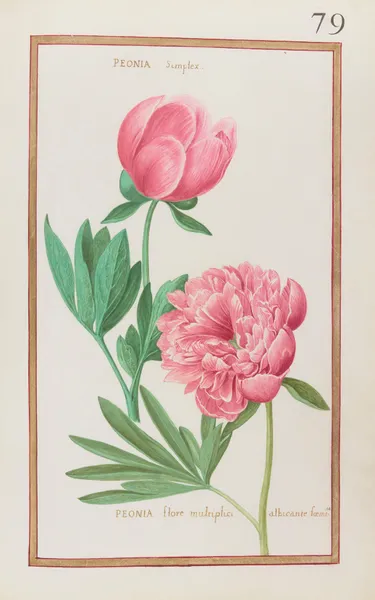 Peonia simplex ; peonia flore multiplici albicante foemina av Daniel Rabel