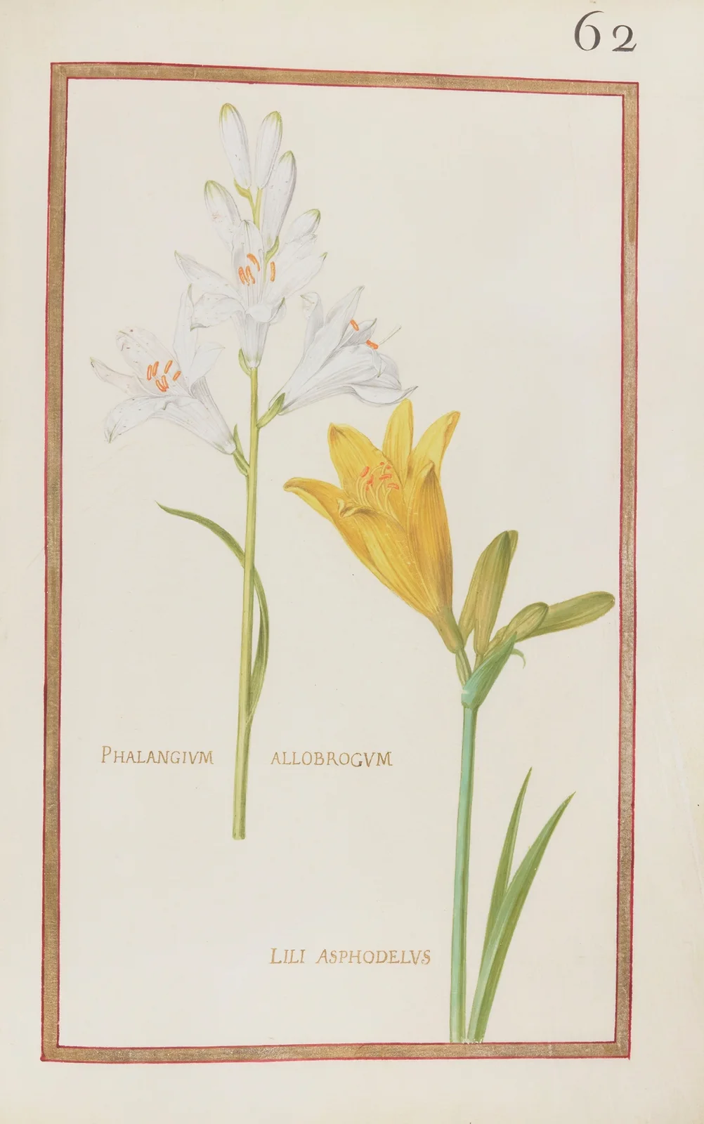 Phalangium allobrogum ; lili asphodelus av Daniel Rabel