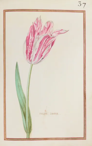 Tulipe jaspee av Daniel Rabel