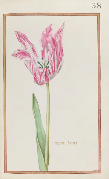 Tulipe jaspee av Daniel Rabel