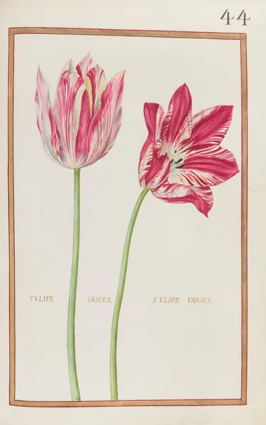 Tulipe jaspee ; tulipe variee av Daniel Rabel