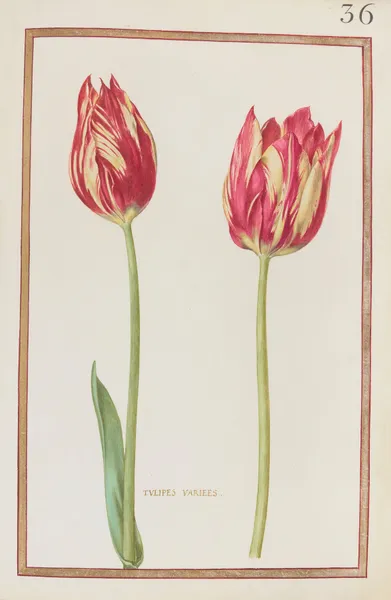 Tulipes variées av Daniel Rabel