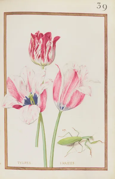 Tulipes variees av Daniel Rabel