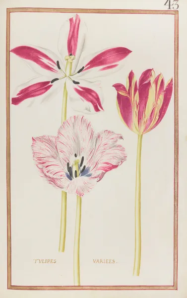 Tulipes variees av Daniel Rabel