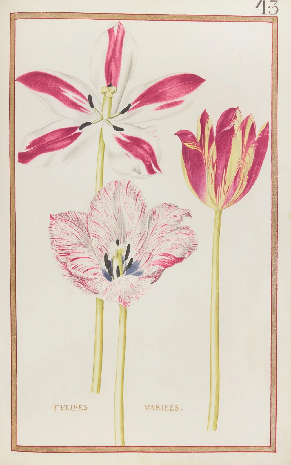 Tulipes variees av Daniel Rabel