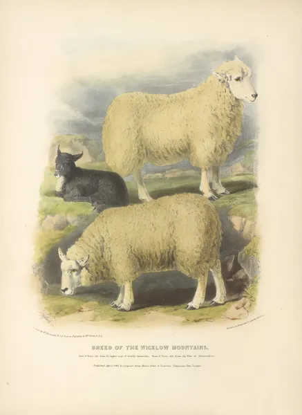 The Breed of the Wicklow Mountains av David Low